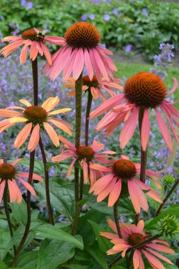 Echinacea purpurea 'Summer Cocktail' Röd solhatt 5-10 i kruka P9