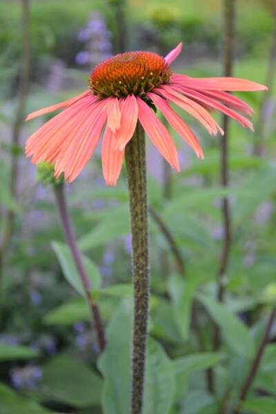 Plant eigenschappen