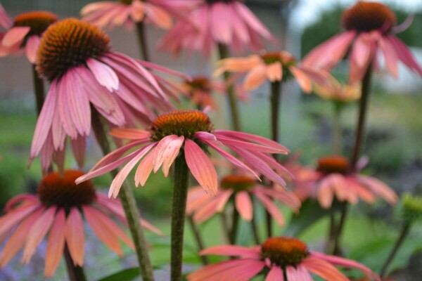 Echinacea purpurea 'Summer Cocktail'