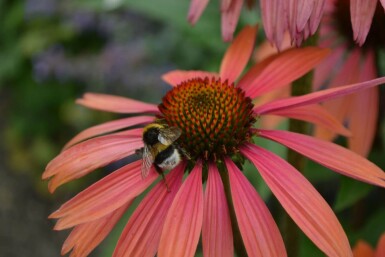 Echinacea purpurea 'Summer Cocktail' Röd solhatt 5-10 i kruka P9