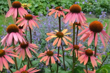 Echinacea purpurea 'Summer Cocktail' Röd solhatt 5-10 i kruka P9