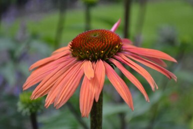 Echinacea purpurea 'Summer Cocktail' Röd solhatt 5-10 i kruka P9