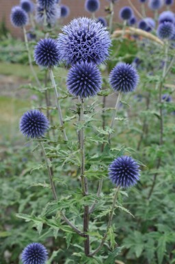 Kogeldistel Echinops bannaticus 'Blue Glow' 5-10 Pot P9