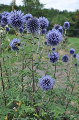 Kogeldistel Echinops bannaticus 'Blue Glow' 5-10 Pot P9