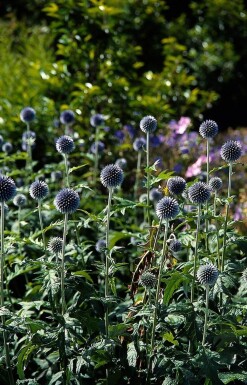 Kogeldistel Echinops bannaticus 'Taplow Blue' 5-10 Pot P9