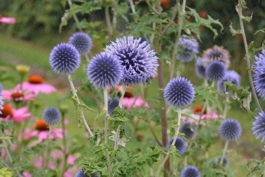 Echinops ritro Blå bolltistel 5-10 i kruka P9