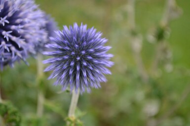 Échinops ritro Echinops ritro 5-10 Pot 9x9 cm (P9)