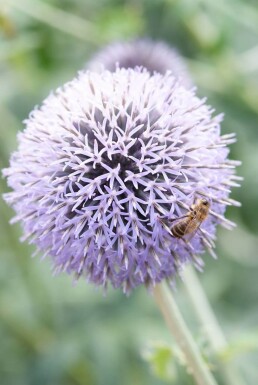 Kogeldistel Echinops ritro 'Veitch’s Blue' 5-10 Pot P9