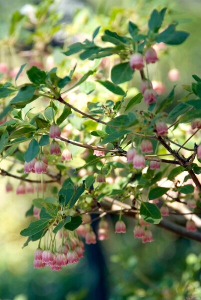 Plant eigenschappen