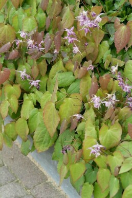 Epimedium grandiflorum 'Lilafee'