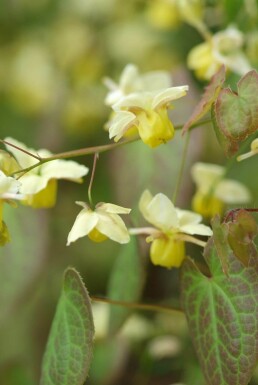 Elfenbloem Epimedium perralchicum 'Frohnleiten' 5-10 Pot P9