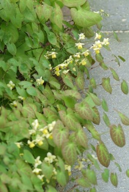 Épimède Epimedium × perralchicum 'Frohnleiten' 5-10 Pot 9x9 cm (P9)