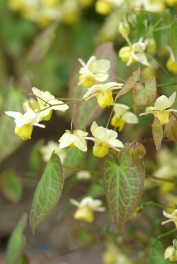 Elfenbloem Epimedium perralchicum 'Frohnleiten' 5-10 Pot P9