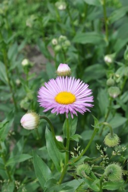 Érigéron Erigeron 'Rosa Jewel' 5-10 Pot 9x9 cm (P9)