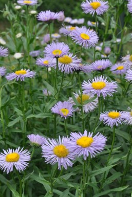 Havebakkestjerne Erigeron speciosus 'Superbus' 5-10 potte P9