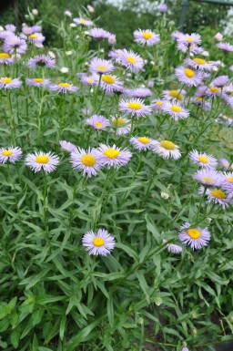 Belle vergerette Erigeron speciosus 'Superbus' 5-10 Pot 9x9 cm (P9)