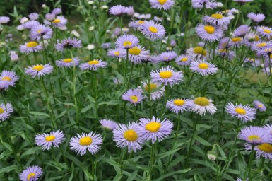 Erigeron speciosus 'Superbus' Skönbinka 5-10 i kruka P9