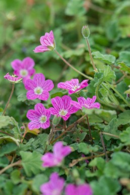 Hejrenæb Erodium × variabile 'Bishop's Form' 5-10 potte P9