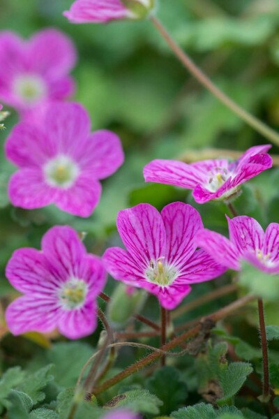 Erodium × variabile 'Bishop's Form'