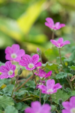 Hejrenæb Erodium × variabile 'Bishop's Form' 5-10 potte P9