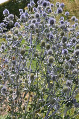 Kruisdistel Eryngium planum 5-10 Pot P9