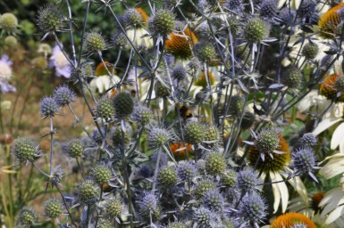 Kruisdistel Eryngium planum 5-10 Pot P9