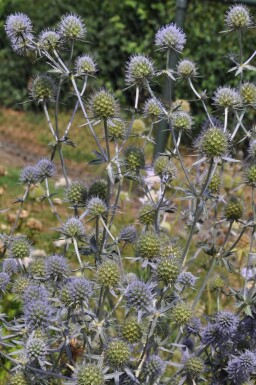 Kruisdistel Eryngium planum 5-10 Pot P9