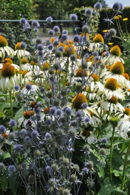 Kruisdistel Eryngium planum 5-10 Pot P9