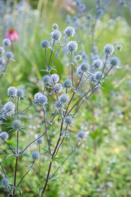 Eryngium planum 'Blauer Zwerg' Rysk martorn 5-10 i kruka P9