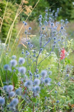 Eryngium planum 'Blauer Zwerg' Rysk martorn 5-10 i kruka P9