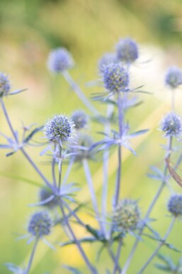 Eryngium planum 'Blauer Zwerg' Rysk martorn 5-10 i kruka P9