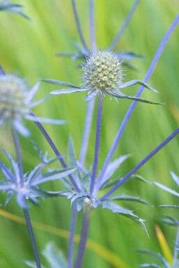 Eryngium planum 'Blauer Zwerg' Rysk martorn 5-10 i kruka P9