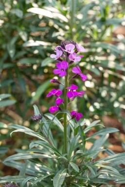 Muurbloem Erysimum 'Bowles Mauve' 5-10 Pot P9