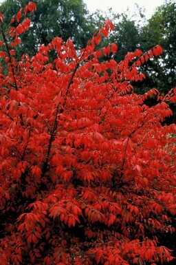 Euonymus alatus Vingbenved buske 20-30 i kruka C2