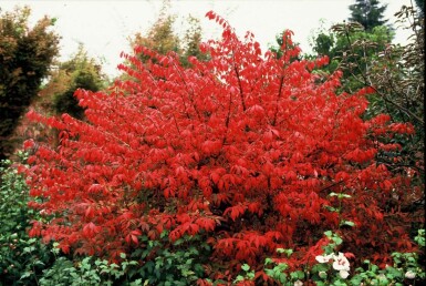 Euonymus alatus Vingbenved buske 20-30 i kruka C2