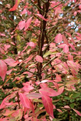 Kardinaalshoed Euonymus alatus Struik 20-30 Pot C2