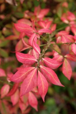 Kardinaalshoed Euonymus alatus Struik 20-30 Pot C2