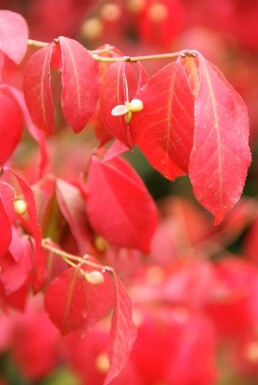 Euonymus alatus Vingbenved buske 20-30 i kruka C2