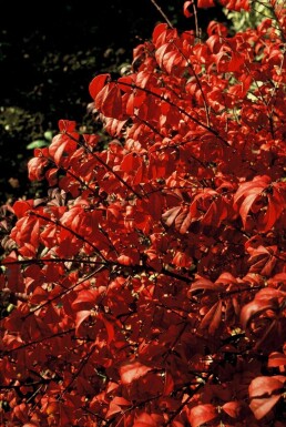 Euonymus alatus 'Compactus' Vingbenved buske 20-30 i kruka C3