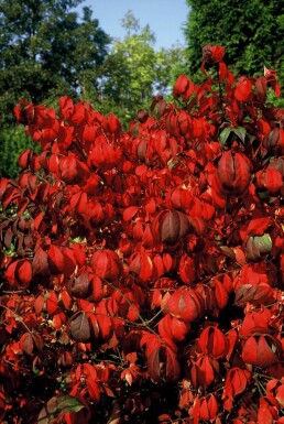 Euonymus alatus 'Compactus' Vingbenved buske 20-30 i kruka C3