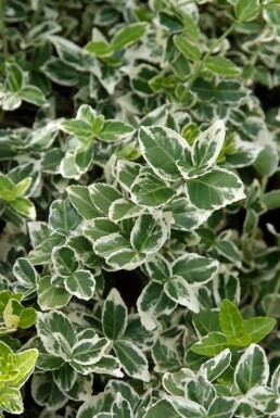 Fusain de Fortune Euonymus fortunei 'Emerald Gaiety' Arbuste 5-10 Pot 9x9 cm (P9)