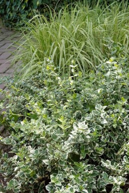 Krybende benved Euonymus fortunei 'Emerald Gaiety' busk 5-10 potte P9