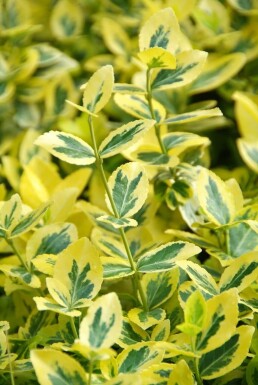 Fusain de Fortune Euonymus fortunei 'Emerald 'n Gold' Arbuste 5-10 Pot 9x9 cm (P9)