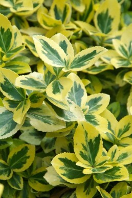 Fusain de Fortune Euonymus fortunei 'Emerald 'n Gold' Arbuste 5-10 Pot 9x9 cm (P9)