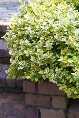 Fusain de Fortune Euonymus fortunei 'Emerald 'n Gold' Arbuste 5-10 Pot 9x9 cm (P9)