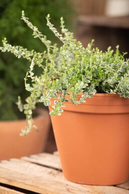 Euonymus fortunei 'Silver Carpet' Klätterbenved buske 5-10 i kruka P9