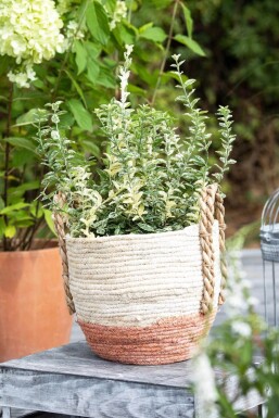 Krybende benved Euonymus fortunei 'Silverstone' busk 5-10 potte P9