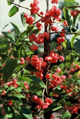 Euonymus phellomanus Benvedssläktet buske 20-30 i kruka C2