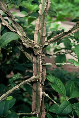 Euonymus phellomanus Benvedssläktet buske 20-30 i kruka C2