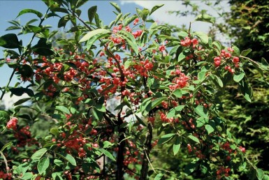 Kardinaalsmuts Euonymus phellomanus Struik 20-30 Pot C2